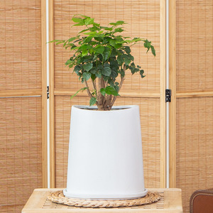 녹보수
