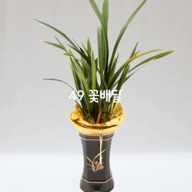 산천보세800 [계절꽃=겨울]