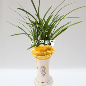 동양란25