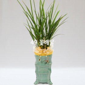 청자분마이건란ff