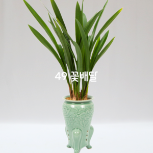 청자분보세F4