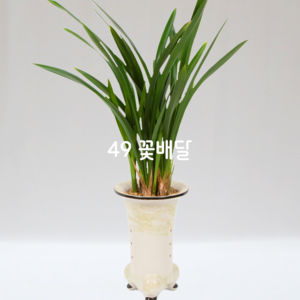 산천보세N1 [계절꽃=겨울]