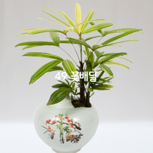 도자기관음죽C2