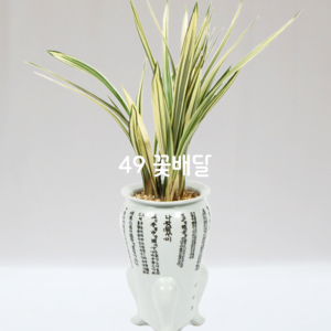 살마금35