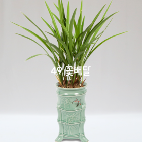 채홍00
