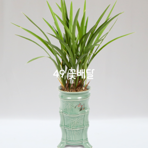 채홍00
