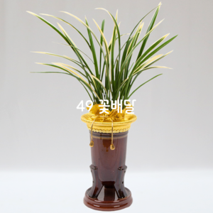 동양란66
