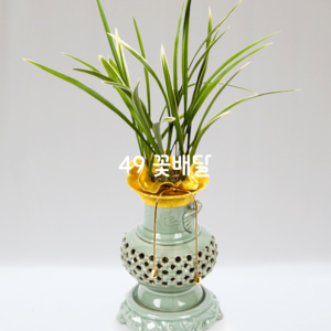 황룡금 도기분6