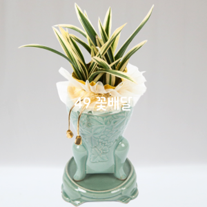 고급 태양금11