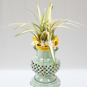 동양란A