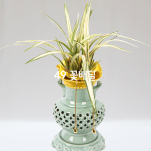 동양란A