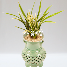 황룡금00