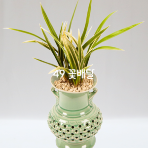 황룡금00