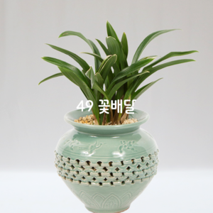 달마65