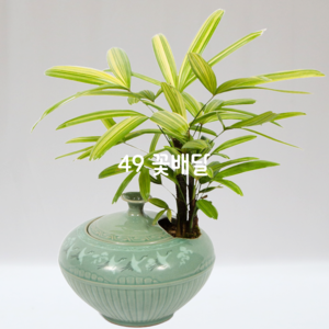 청자분관음죽33