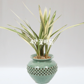 청자분살마금M