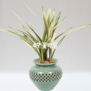 청자분살마금M
