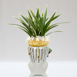 황룡금55