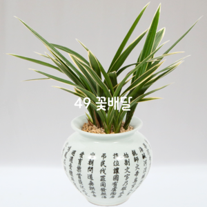 해란일향99