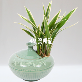 황룡금105