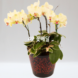 포춘Z6