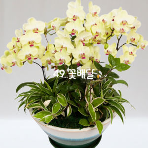 포춘43
