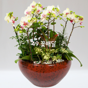 미니호접05