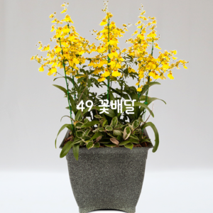 마블 온시디움9 [계절용]