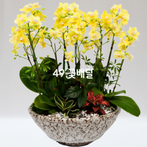 서양란87