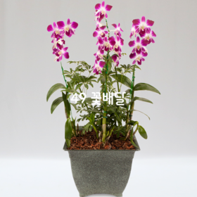 덴파레S2 [계절용=여름]