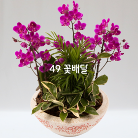 미니호접55