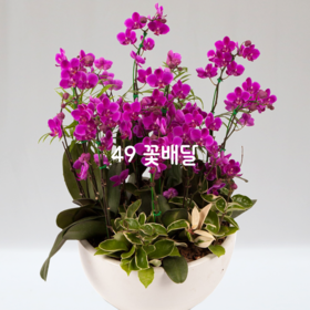 만천홍12