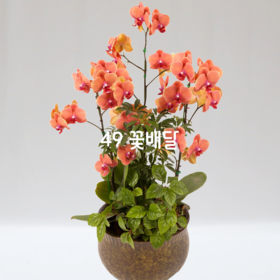 서양란11