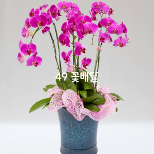 호접란77
