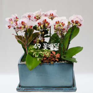 서양란105