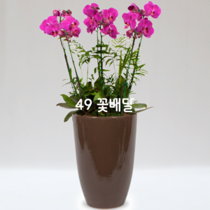 핑크호접란96