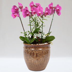 호접란B6