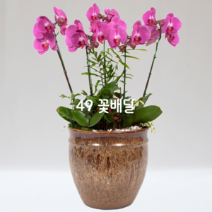 호접란B6