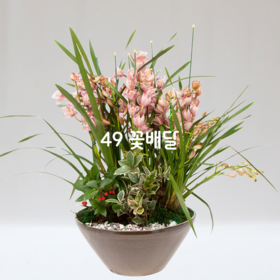 심비디움K1 [계절꽃=겨울]