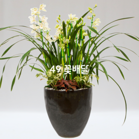 심비디움J9 [계절꽃=겨울]
