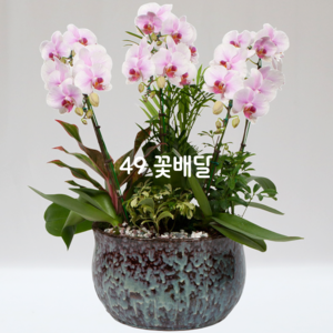 미니호접(연핑크)G6