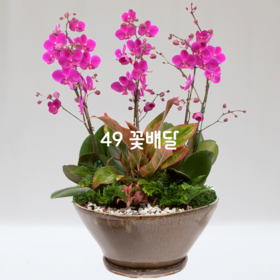 만천홍A6