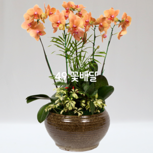 호접란B5
