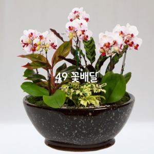 리틀잼6