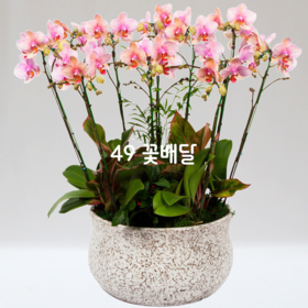 미니호접A6