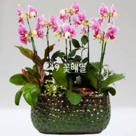 호접란N7