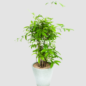 골드세피아6