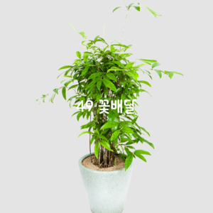 골드세피아6