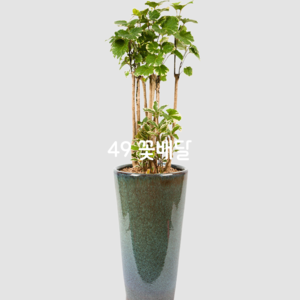 관엽식물인디6