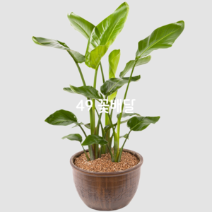 극락조(특)88